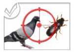 Lutte contre les Cafards - Rats - Pigeon